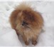 Фотография в Домашние животные Вязка собак Предлагается для вязки миниатюрный Шпиц из в Самаре 5 000