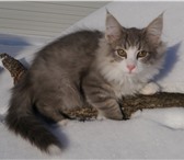 Продам котят породы Норвежская Лесная 157482  фото в Новосибирске