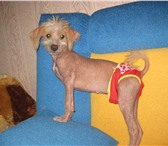 Foto в Домашние животные Вязка собак Приглошаем на вязку симпатичную девочку, в Краснодаре 0