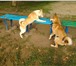 Изображение в Домашние животные Вязка собак Представляем для вязки отличного кабеля породы в Краснодаре 5 000