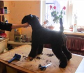 Фотография в Домашние животные Услуги для животных Мытье,стрижка когтей,гигиеническая стрижка в Краснодаре 300