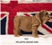 Английский бульдог продажа щенков 3677587 Американский бульдог фото в Москве