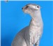 Фотография в Домашние животные Вязка предлагаются к вязкам два шикарных перспективных в Нефтекамске 2 000