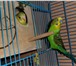 Фото в Домашние животные Птички Продам птенцов волнистого попугая.1 месяц.Здоровенькие.Отлично в Красноярске 1 000