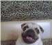 Фотография в Домашние животные Вязка собак Предлагаю симпатичного кобеля для вязки, в Липецке 0