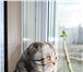 Изображение в Домашние животные Вязка Котик шотландец вислоухий , ищет кошечку в Москве 2 000