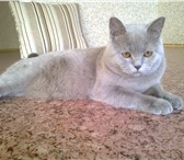Изображение в Домашние животные Вязка Молодой, энергичный и опытный кот приглашает в Воронеже 2 000
