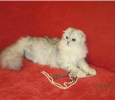 Foto в Домашние животные Вязка Опытный Шотландский вислоухий котик 1,5 года в Перми 0