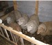 Изображение в Домашние животные Другие животные Частная ферма предлагает баранчиков живым в Москве 160