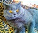 Фото в Домашние животные Вязка Предлагаю вязку с красивым британским котом. в Москве 2 000