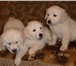 Продаем щенков золотистого ретривера родились 25, 02, 2011, Щенки от высокопородных родителей, Докум 65285  фото в Сыктывкаре