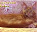 Котенок мейн-кун красный солид,   Шоу класс 2482144 Мейн-кун фото в Перми