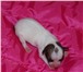 Питомник Альс Тамито Сан предлагает щенков породы чихуахуа гладкошерстные и длинношерстные, 66408  фото в Нижневартовске