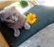 Фотография в Домашние животные Вязка Опытный Шотландский вислоухий котик,цвет в Старом Осколе 1 000