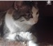 Фотография в Домашние животные Найденные В подвале дома по ул. Иркутской найдена кошечка. в Красноярске 0