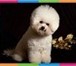 Foto в Домашние животные Стрижка собак Домашняя, модельная, гигиеническая стрижка в Новокуйбышевске 1 000