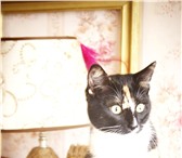 Фотография в Домашние животные Отдам даром Отдам молодую кошечку в хорошие руки! возраст в Череповецке 0