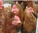 Foto в Домашние животные Птички Продаю кур молодок,несушек яичных пород оптом в Рязани 0