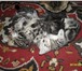 Продаются британские котята 3991840 Британская короткошерстная фото в Серпухове