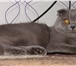 Foto в Домашние животные Вязка шотландский кот - голубого окраса, опытный, в Ангарске 0