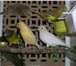 Фото в Домашние животные Птички Продам в Северске молодых канареек.Окрас в Томске 600
