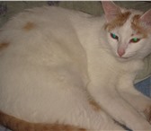 Foto в Домашние животные Вязка Бело-рыжий кот-девственник со своей жилплощадью в Москве 0