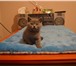 Британские короткошерстные котята 3479799 Британская короткошерстная фото в Москве