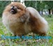 Фото в Домашние животные Вязка собак Миниатюрный шпиц Браен Лоуренс Супер Стар в Самаре 20 000