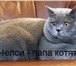 Питомник Magic Creature предлагает к продаже чистопородных котят породы британская короткошерстна 69558  фото в Челябинске