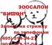 Фотография в Домашние животные Услуги для животных стрижка собак и кошек в салоне красоты для в Москве 2 000