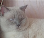 Фото в Домашние животные Вязка котик ищет кошечку для вязки, прививки , в Губкин 2 000