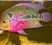 Фотография в Домашние животные Рыбки Аквариумные рыбки оптом. Цихлиды. Продаю в Белокуриха 40