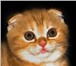 Продаётся красный мраморный шотландский вислоухий котёнок,  Мальчик – Король Солнца,  Плюшевая на 69588  фото в Москве