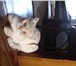 Продается 6 мес ласковый котенок скоттиш страйт , привит и приучен к лотку, есть метрика, приобретен н 69213  фото в Ростове-на-Дону
