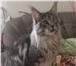 Foto в Домашние животные Вязка Великолепный кот Мейн-кун молодой ,энергичный, в Москве 1
