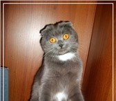 Фото в Домашние животные Вязка вислоухая кошечка 5 лет ищет котика-британца в Омске 0
