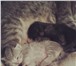 Отдадим котят в добрые руки 1050089 Домашняя кошка фото в Пензе