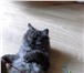 Foto в Домашние животные Вязка Молоденький котик породы Хайлен Страйт, цвет: в Краснодаре 1 000