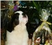 Высокопородные щенки сенбернара - девочки 1734867 Сенбернар фото в Новосибирске