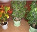Фотография в Домашние животные Растения Растения – деревца: комнатные ( тропические в Магнитогорске 100