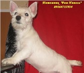 Щенки ВЕСТ ХАЙЛЕНД УАЙТ терьера! Питомник РКФ Продаёт 3-х замечательных, белоснежных девочек, им 67678  фото в Москве