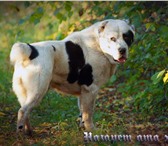 Фотография в Домашние животные Вязка собак алабай для вязки в Белгороде 0