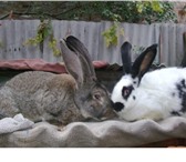 Foto в Домашние животные Другие животные Продам кроликов «Серый Великан», «Бабочка».Крольчата в Белгороде 350