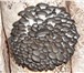 Фото в Домашние животные Растения Штамм НК-35 очень любим грибоводами, многие в Самаре 1 760