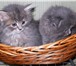 Шотландские вислоухие и прямоухие длинношерстные котята 2707393 Скоттиш фолд фото в Санкт-Петербурге