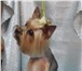 Изображение в Домашние животные Услуги для животных Наш салон красоты для животных находится в Москве 800