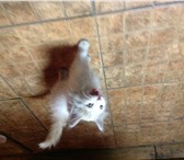 Котенок в дар 1182396 Домашняя кошка фото в Улан-Удэ