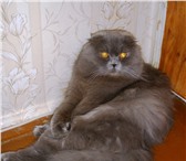 Изображение в Домашние животные Вязка Нужен кот срочно! шотландский прямоухий ( в Уфе 0