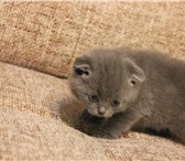 Плюшевые мраморные шотландцы 3923933 Скоттиш фолд короткошерстная фото в Санкт-Петербурге