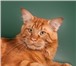 Изображение в Домашние животные Вязка Серьезный кот мейн-кун приглашает кошек для в Ярославле 10 000